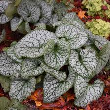 There are plants with silver foliage which can be used as ground cover, shrubs to be used as hedges or succulents to use on your rock garden. 7 Silver Leaved Perennials Walters Gardens Inc