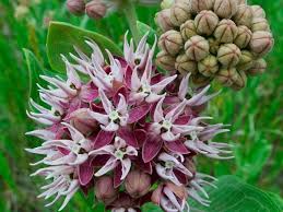 Image result for Asclepias