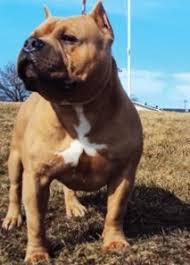 L'american bully est un chien de taille moyenne au corps musclé, athlétique, charpenté et puissant. American Bully Wikidata