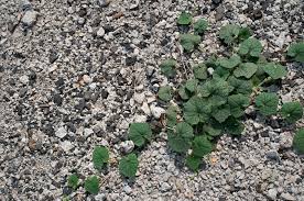 If you are cleaning the gravel to be placed somewhere in your yard, then transport the gravel there instead. Common Weeds Growing In Gravel How To Remove Weeds In Gravel Driveway And Other Areas