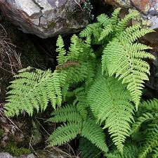 Image result for Dinophora spenneroides