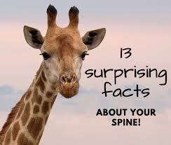 Lucy was a dominatrix, who never got the hang of high heels she walked like a giraffe with scoliosis, but she loved the way that leather feels terry was a child molester, he said that he was born. 13 Surprising Facts You Didn T Know About Your Spine