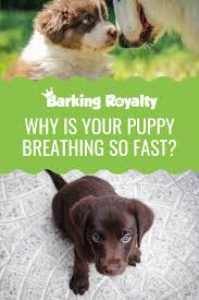 Just like us humans, puppies can breathe quicker during rem sleep, and will often mean breathing out through their nose with short. Puppy Breathing Fast While Sleeping Should I Be Worried Barking Royalty Puppies Sleeping Puppies Puppy Health