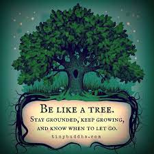 34 tree knowledge famous quotes: Tiny Buddha On Twitter When To Let Go Tree Quotes Inspirational Quotes