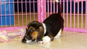Free basset hound puppies in georgia. Puppies For Sale Local Breeders Gorgeous Tri Color Basset Hound Puppies For Sale Near Atlanta Ga At Puppies For Sale Local Breeders