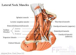 Jun 17, 2021 · muscles of the neck (musculi cervicales) the muscles of the neck are muscles that cover the area of the neck﻿. Lateral Neck Muscles Neck Muscles Human Anatomy Muscles Of The Neck