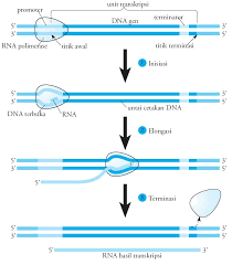 Memangnya, apa fungsi protein dan apa saja sumber dari nutrisi yang satu ini? Proses Dan Tahapan Sintesis Protein Pengertian Replikasi Transkripsi Dna Dan Translasi Rna Pembentukan Protein Polipeptida