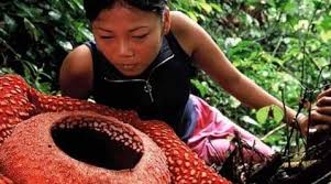Rafflesia arnoldii, salah satu jenis rafflesia, memang tanaman dengan bunga terbesar di dunia yang saat mekar diameternya mencapai. Bunga Raflesia
