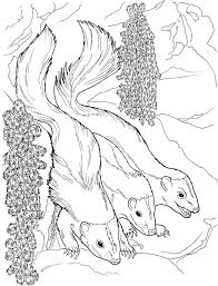 Bad paper is so disappointing and great paper makes coloring the designs a joy! Coloring Pages Coloring Pages Weasels Printable For Kids Adults Free