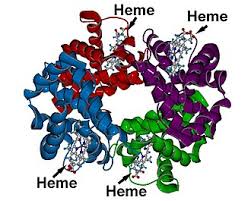 Image result for Heme