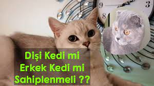 disi kedi mi erkek kedi mi sahiplenmeliyim bilinmesi gereken 4 madde youtube