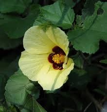 Image result for Hibiscus ludwigii