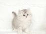 Persians for Sale in Las Vegas | Cats on Oodle Classifieds