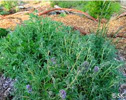 Image result for Culcasia falcifolia