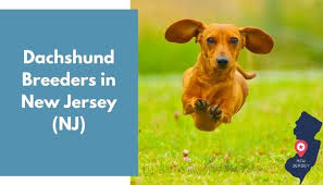 He is trained to used the bathroom on a peewee pad, but needs additional training. 11 Dachshund Breeders In New Jersey Nj Dachshund Puppies For Sale Animalfate