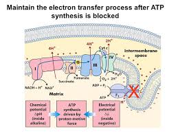 Learn about atp synthase with free interactive flashcards. Atp Synthesis Adp Pi Atp H2o Lei Li Ppt Video Online Download
