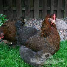 Murray Mcmurray Hatchery Partridge Cochins