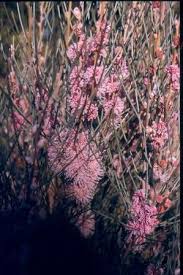 Image result for Scoparia