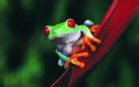 73 top toad wallpapers , carefully selected images for you that start with t letter. 73 Frog Wallpaper On Wallpapersafari