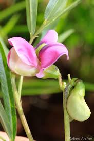 Image result for Sphenostylis