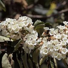 Image result for Cordia africana