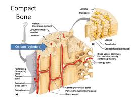 Compact bone, dense bone in which the bony matrix is solidly filled with organic ground substance and inorganic salts, leaving simple compact bone diagram labeled : Long Bone Anatomy Diaphysis Shaft Of The Bone Made Of Compact Bone Ppt Video Online Download