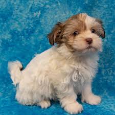 Our beliefs at yup's havanese are simple. Havanese Puppies Petland Pensacola