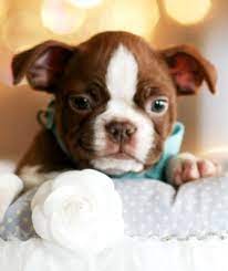 Shop at saks off 5th today. Boston Terrier Chocolate Puppies Boston Terrier Puppies Boston Terrier Puppies For Sale Boston Terrier Puppy Boston Terrier Boston Terrier Funny