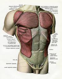 To draw the human torso, understand the shape of the torso, and learn the major muscle groups, their origin and insertion points, then practice as much as possible from reference to reinforce what you. Muscles And Ligaments Of Torso By Graphicaartis