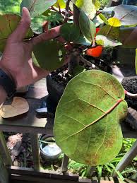 A good tip for beginners, when leaf pruning, is to identify leaves growing in pairs and prune one from each of the pairs. Seagrape Leaf Diameter Reduction Bonsai