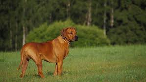 Der rhodesian ridgeback sollte einen ausgewogen gebauten, starken, muskulösen, wendigen und aktiven hund darstellen, symmetrisch im profil und bei mittlerer geschwindigkeit äußerst ausdauernd. Rhodesian Ridgeback Rassebeschreibung Informationen Zum Ridgeback