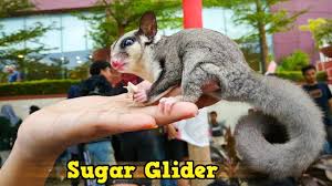 Kapan mulai untuk memelihara sugar glider? Sugar Glider Lagi Makan Daging Ayam Youtube