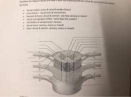 The backbone of humans start with a series of bones which start from the neck and run till the pelvis. Solved Following Features Using The Spinal Cord Cross Se Chegg Com