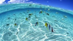 Check spelling or type a new query. Ocean Nature Fish 1920x1080 Nature Oceans Hd Art Nature Ocean Hd Wallpaper Wallpaperbetter