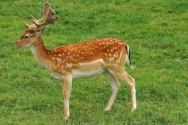 images?q=tbn:ANd9GcQQjNxXBiJrN66i7-KAFwZ