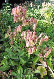 Image result for Kalanchoe pinnata