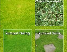 Harga rumput gajah mini varigata. Tukang Rumput Taman Di Tangerang Di Jati Uwung Di Karang Tengah Di Karawaci Di Larangan Jual Rumput Taman Murah Rumput Gajah Mini Gajah Mini Varigata Swis Jepang Packing Golf Babat Sentetis