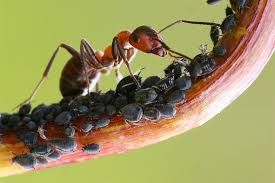 Insektensterben Was Konnen Wir Dagegen Tun Nabu Ameisen Im Garten Rote Ameisen Waldameisen