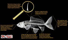 Koi Fish Skeleton Anatomy Diagram Visual Ly In 2020 Fish Skeleton Fish Anatomy Koi Fish
