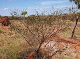 Image result for Acacia montigena