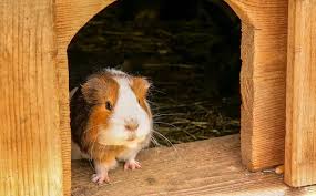 Epingle Sur Guinea Pigs Hutch