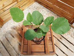 Image result for Erythrina zeyheri