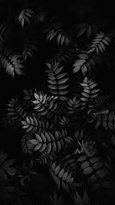 Leaves Plants Lockscreen Wallpaper Latar Belakang Fotografi Hitam Putih Seni Abstrak