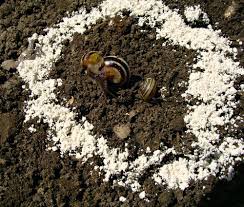 Sprinkle the powder using your hands or flour sifter onto the stems and leaves of plants to protect and kill pests. How To Get Rid Of Slugs With Diatomaceous Earth