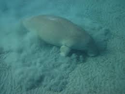 Gorgonia beach resort (marsa alam). Morgens Am Hausriff Bild Von Gorgonia Beach Resort Marsa Alam Tripadvisor