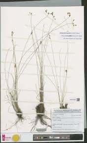 Image result for Bulbostylis hispidula