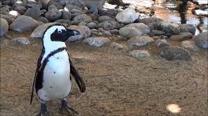 This animal has a very long neck and lives in africa. Penguins On Maui Yes And You Can Join Them On World Penguin Day Los Angeles Times