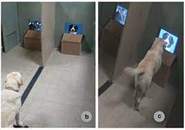 Do Dogs Know Other Dogs Are Dogs Scientific American Blog Network