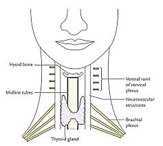 Your thyroid lies below your adam's apple, along the front of the windpipe. Easy Notes On Neck Learn In Just 4 Minutes Earth S Lab