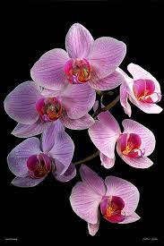 F Graceful Gathering By William Castner Orchid Photography Orchids Flowers Photography